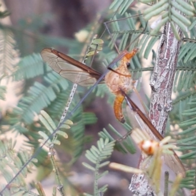 Leptotarsus (Leptotarsus) sp.(genus) (A Crane Fly) at Goorooyarroo NR (ACT) - 22 Dec 2020 by trevorpreston