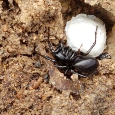 Storosa obscura (Dark Storosa) at Goorooyarroo NR (ACT) - 22 Dec 2020 by trevorpreston