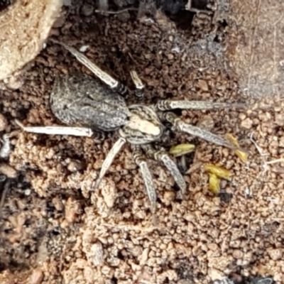 Unidentified Wolf spider (Lycosidae) at Kenny, ACT - 22 Dec 2020 by trevorpreston