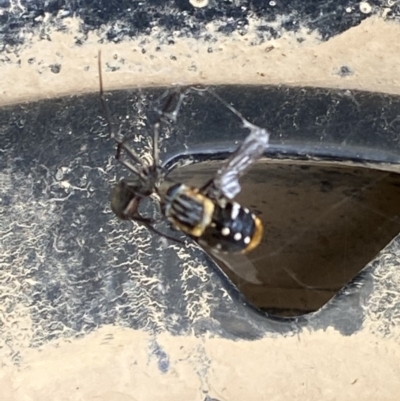 Scaptia sp. (genus) (March fly) at Tennent, ACT - 22 Dec 2020 by Wdf1996