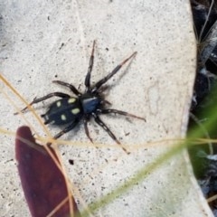 Eilica sp. (genus) (An Ant spider or Spotted ground spider) at Goorooyarroo NR (ACT) - 22 Dec 2020 by trevorpreston