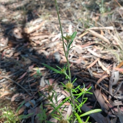 Euchiton sp. (A Cudweed) at Greenleigh, NSW - 22 Dec 2020 by LyndalT