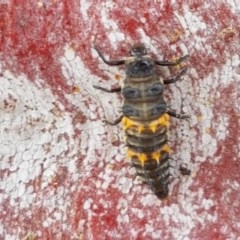 Harmonia conformis (Common Spotted Ladybird) at Sullivans Creek, Lyneham South - 22 Dec 2020 by trevorpreston