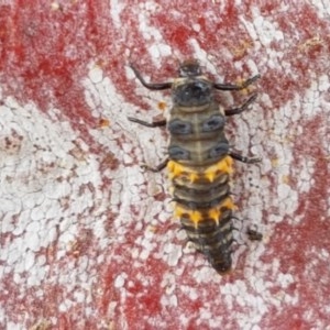 Harmonia conformis at Lyneham, ACT - 22 Dec 2020 12:39 PM