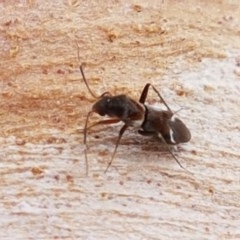 Leucophoroptera sp. (genus) (Mirid bug) at Lyneham, ACT - 22 Dec 2020 by tpreston