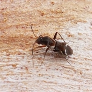 Leucophoroptera sp. (genus) at Lyneham, ACT - 22 Dec 2020