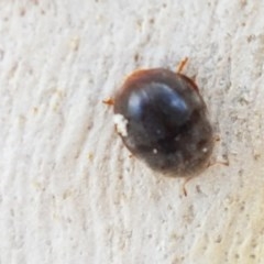 Coccinellidae (family) (Unidentified lady beetle) at Lyneham, ACT - 22 Dec 2020 by trevorpreston