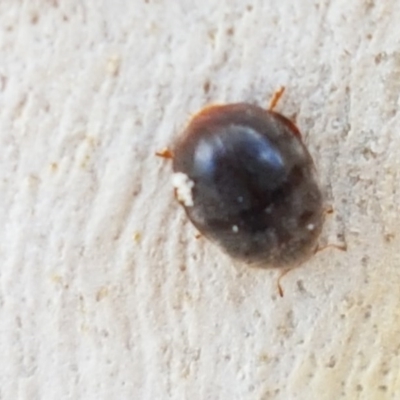 Coccinellidae (family) (Unidentified lady beetle) at Lyneham, ACT - 22 Dec 2020 by tpreston