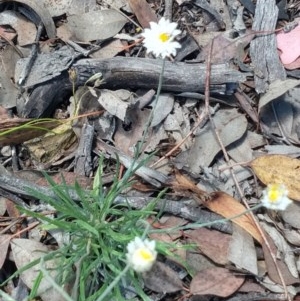 Leucochrysum albicans subsp. tricolor at Greenleigh, NSW - 22 Dec 2020 12:14 PM