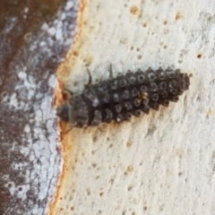 Coccinellidae (family) (Unidentified lady beetle) at Lyneham, ACT - 22 Dec 2020 by tpreston