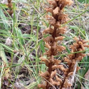 Orobanche minor at Greenleigh, NSW - 22 Dec 2020 12:13 PM