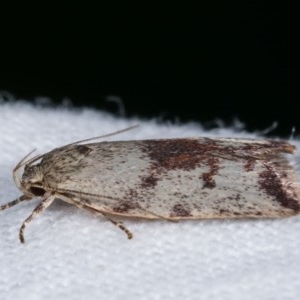 Garrha phoenopis at Melba, ACT - 11 Dec 2020