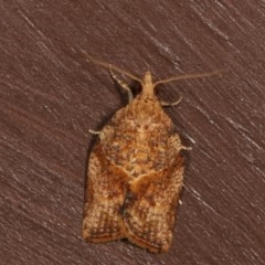 Epiphyas postvittana (Light Brown Apple Moth) at Melba, ACT - 11 Dec 2020 by kasiaaus