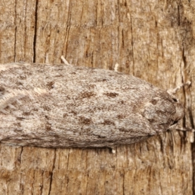 Agriophara undescribed species (A Gelechioid moth) at Melba, ACT - 11 Dec 2020 by kasiaaus