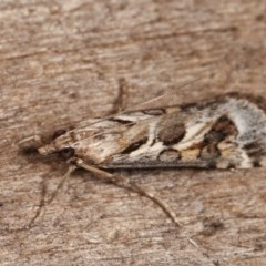 Nomophila corticalis (A Crambid moth (Spilomelinae) at Melba, ACT - 11 Dec 2020 by kasiaaus