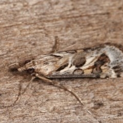 Nomophila corticalis (A Snout Moth) at Melba, ACT - 11 Dec 2020 by kasiaaus