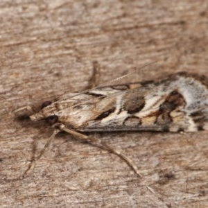 Nomophila corticalis at Melba, ACT - 11 Dec 2020