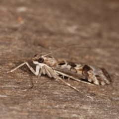 Nomophila corticalis at Melba, ACT - 11 Dec 2020 10:58 PM