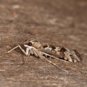 Nomophila corticalis at Melba, ACT - 11 Dec 2020