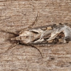 Nomophila corticalis at Melba, ACT - 11 Dec 2020