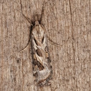 Nomophila corticalis at Melba, ACT - 11 Dec 2020