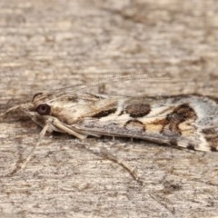 Nomophila corticalis at Melba, ACT - 11 Dec 2020