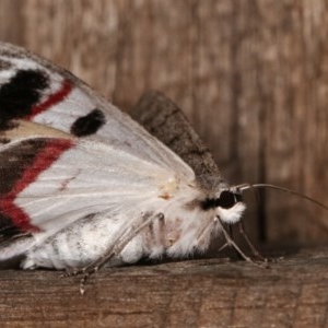 Crypsiphona ocultaria at Melba, ACT - 11 Dec 2020 11:09 PM