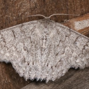 Crypsiphona ocultaria at Melba, ACT - 11 Dec 2020 11:09 PM