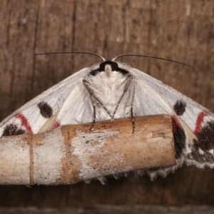 Crypsiphona ocultaria at Melba, ACT - 11 Dec 2020 11:09 PM