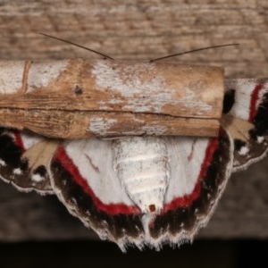 Crypsiphona ocultaria at Melba, ACT - 11 Dec 2020