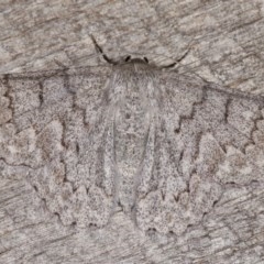 Crypsiphona ocultaria at Melba, ACT - 11 Dec 2020 11:09 PM