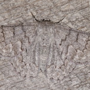 Crypsiphona ocultaria at Melba, ACT - 11 Dec 2020