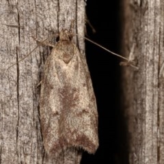 Syringoseca mimica (A Concealer moth (Wingia Group)) at Melba, ACT - 11 Dec 2020 by kasiaaus