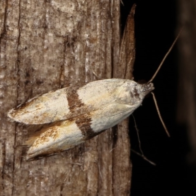 Ardozyga desmatra (A Gelechioid moth) at Melba, ACT - 11 Dec 2020 by kasiaaus