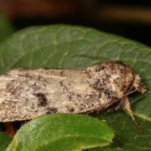 Thoracolopha melanographa at Melba, ACT - 11 Dec 2020