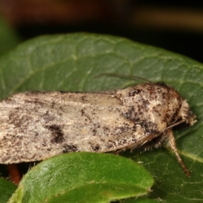 Thoracolopha melanographa (Acronictinae) at Melba, ACT - 11 Dec 2020 by kasiaaus