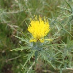 Carthamus lanatus (Saffron Thistle) at Aranda Bushland - 22 Dec 2020 by RWPurdie