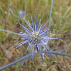 Eryngium ovinum (Blue Devil) at Aranda Bushland - 22 Dec 2020 by RWPurdie