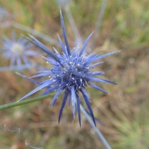 Eryngium ovinum at Holt, ACT - 22 Dec 2020