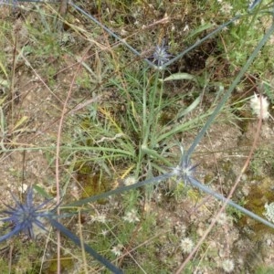 Eryngium ovinum at Holt, ACT - 22 Dec 2020