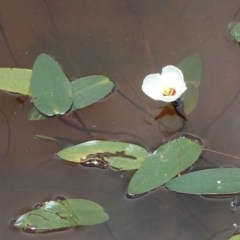 Ottelia ovalifolia subsp. ovalifolia (Swamp Lily) at Aranda Bushland - 22 Dec 2020 by RWPurdie