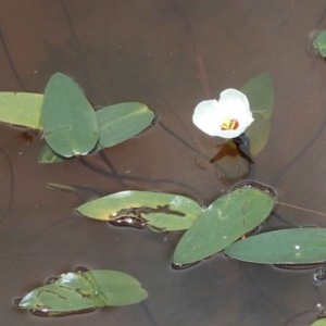 Ottelia ovalifolia subsp. ovalifolia at Holt, ACT - 22 Dec 2020