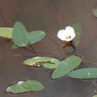 Ottelia ovalifolia subsp. ovalifolia (Swamp Lily) at Holt, ACT - 22 Dec 2020 by RWPurdie