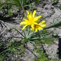 Microseris walteri (Yam Daisy, Murnong) at Paddys River, ACT - 1 Dec 2020 by nathkay