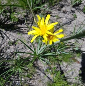 Microseris walteri at Namadgi National Park - 1 Dec 2020