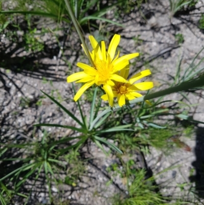 Microseris walteri (Yam Daisy, Murnong) at Paddys River, ACT - 1 Dec 2020 by nathkay