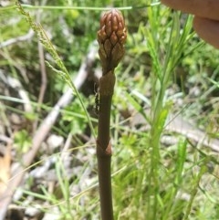 Dipodium sp. (A Hyacinth Orchid) at Cotter River, ACT - 9 Dec 2020 by nathkay