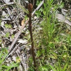 Dipodium sp. at Cotter River, ACT - 9 Dec 2020