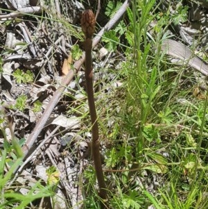 Dipodium sp. at Cotter River, ACT - 9 Dec 2020