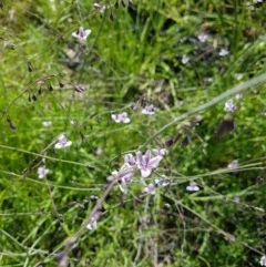 Arthropodium milleflorum at Tennent, ACT - 1 Dec 2020